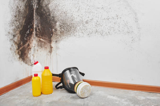 Best Best Mold Removal Companies  in York, SC