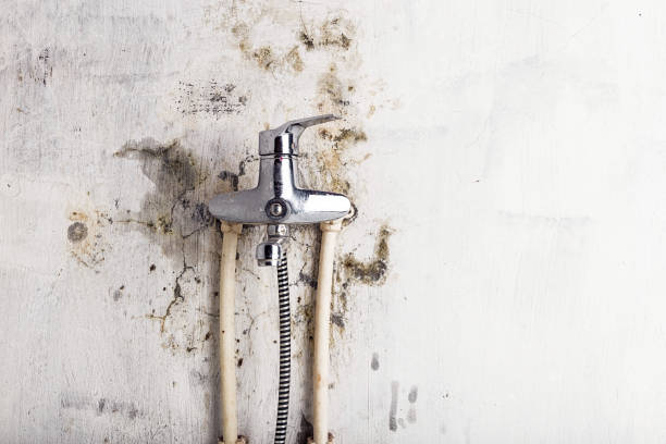 York, SC Mold Removal Company