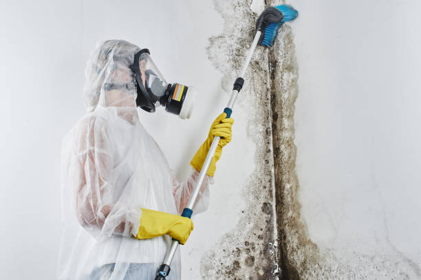 Best Mold Testing  in York, SC
