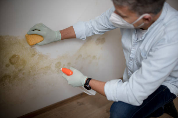 Best Same-Day Mold Removal  in York, SC