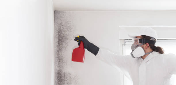 Best Attic Mold Removal  in York, SC