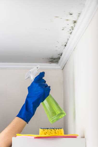 Best Professional Mold Removal  in York, SC